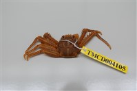 藏品(近親盾牌蟹)的圖片